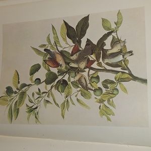 Ground Dove, John James Audubon